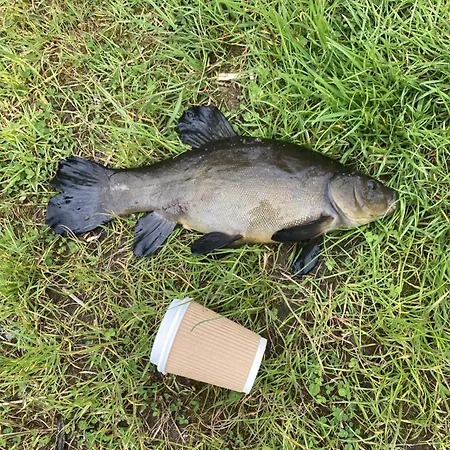 Fern Lodge. Drumcoura Resort, 公寓 *